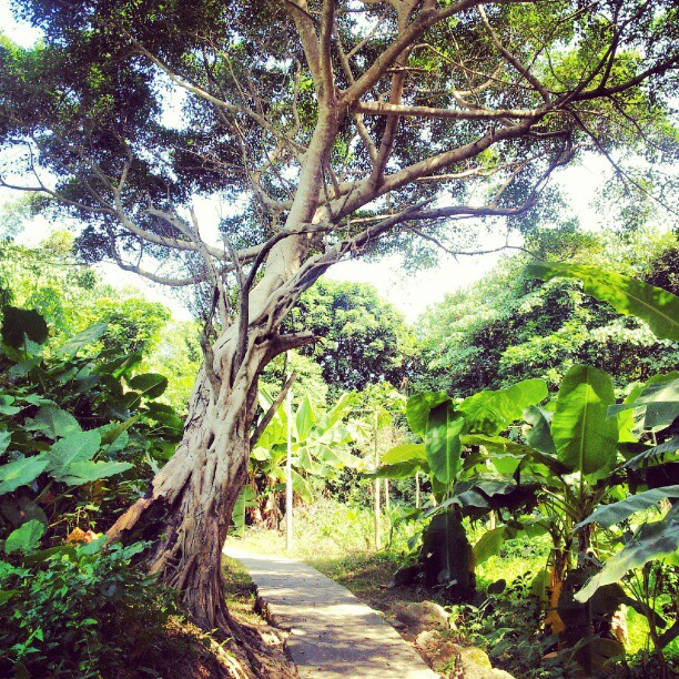 A path in Peng Chau. #hongkong