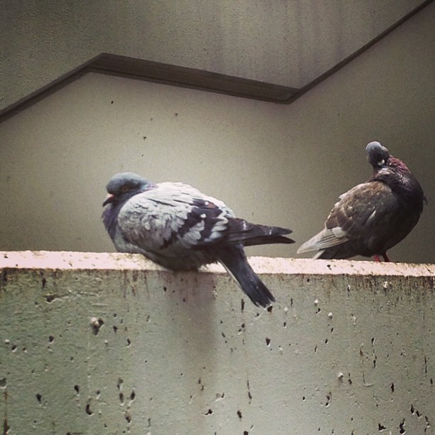 Just some #pigeons. #birds #hongkong #hkig