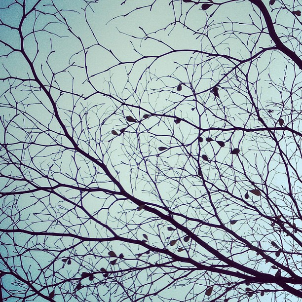 #spring #leaves budding from barren #branches makes for a nice #pattern. #hongkong