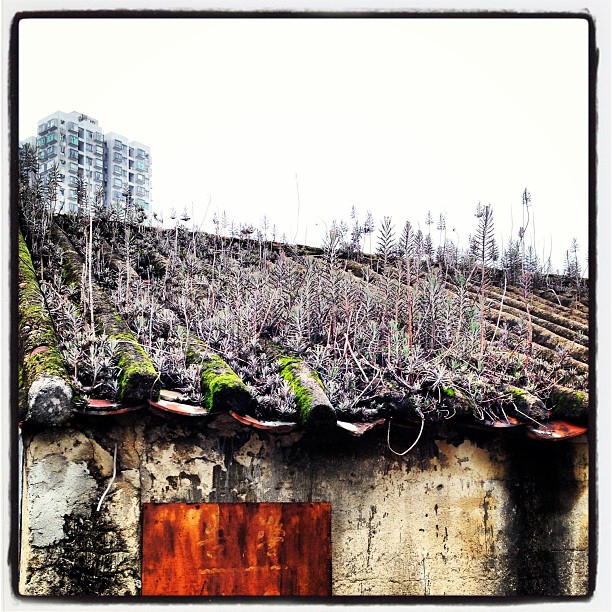 A #garden or a #roof? Perhaps both. #hongkong #hk #hkig