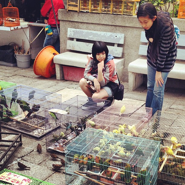 Chicks contemplating #birds at the #mongkok #bird #garden. #hongkong #hk #hkig