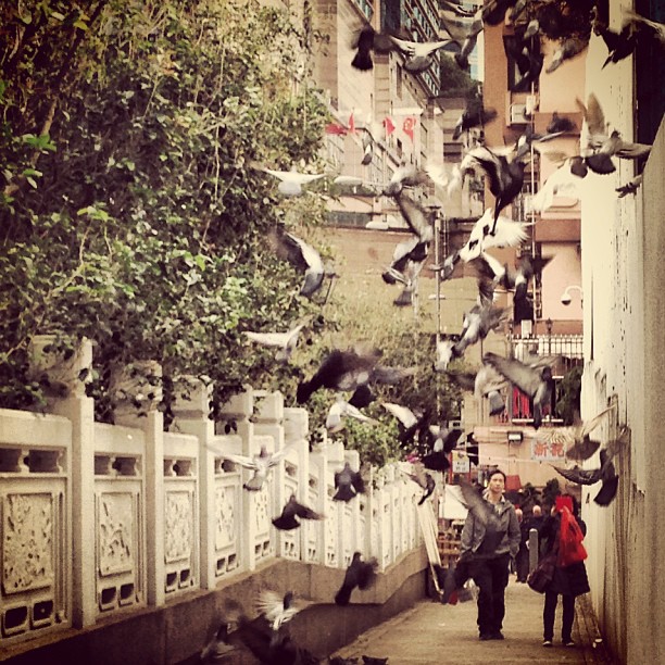 Hello, I'm casting for a Wong Kar Wai flick and I need a flock of #pigeons. Are you interested? #hongkong #hk #hkig