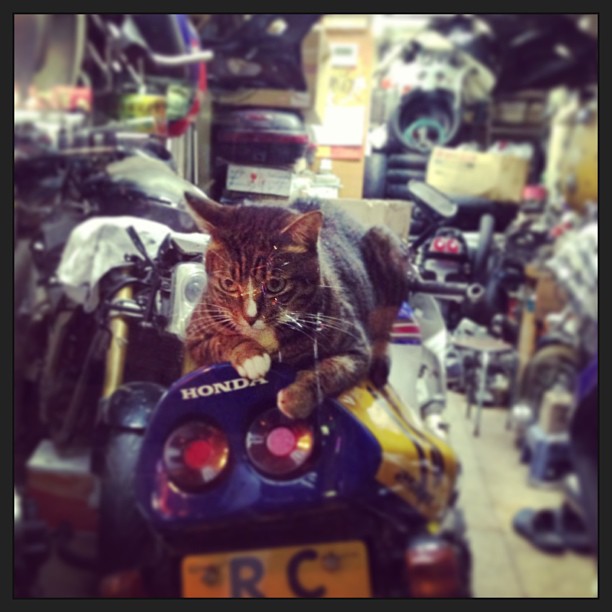I'm not rally the #cat posting type but hey look its #motorcycle #racer cat! #hongkong #hk #hkig