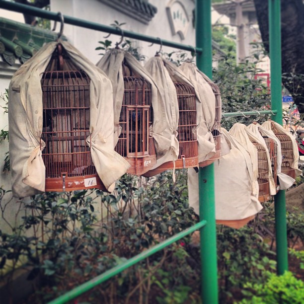 Rows of #bird #cages. #hongkong #hk #hkig