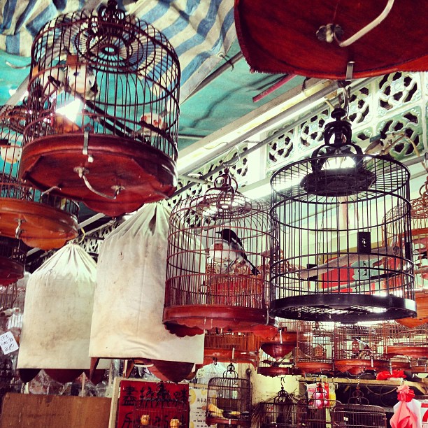 #birds in #cages at the #mongkok #bird #garden. #hongkong #hk #hkig