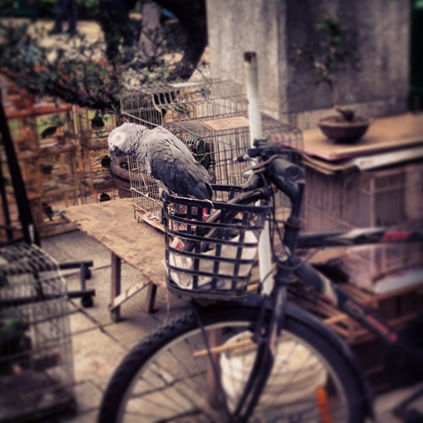 #parrot perched on a #bicycle at the #mongkok #bird #garden. #hongkong #hk #hkig