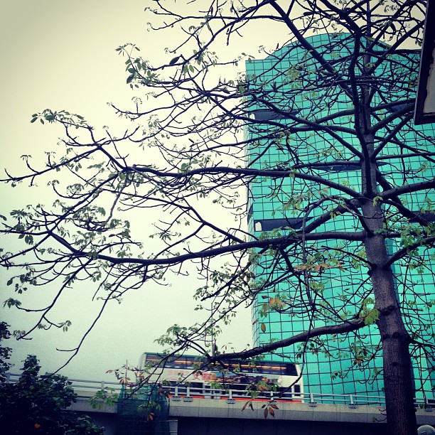 #tree #bus and #building. #hongkong #hk #hkig