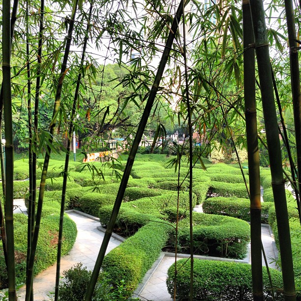 A mini #topiary #maze in #kowloon #park. #hongkong #hk #hkig #hedge