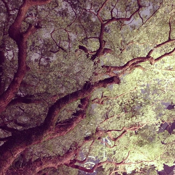 Amazing #trees in the heart of #tsimshatsui in #hongkong. #hk #hkig #nature