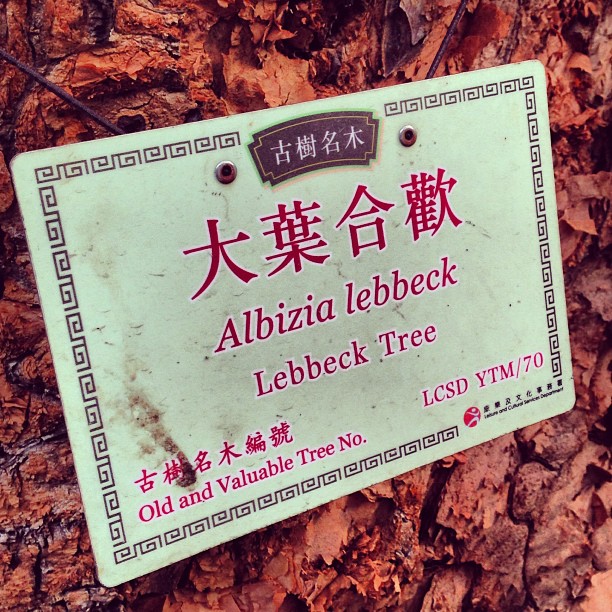 An #old and #valuable #tree in #kowloon #park. #hongkong #hk #hkig