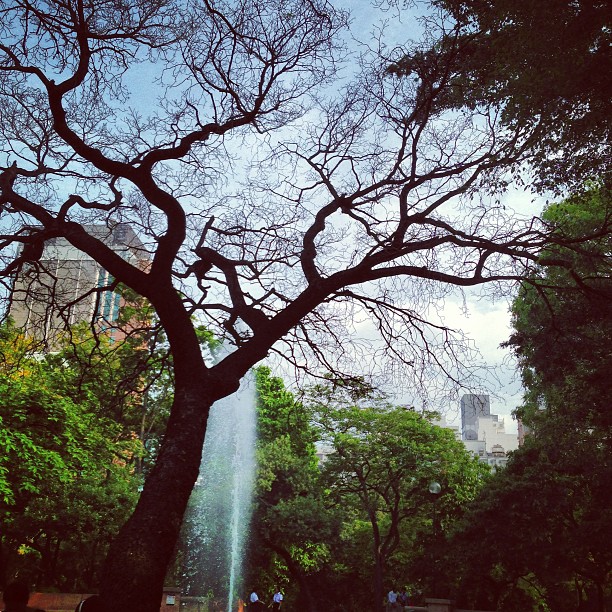 #silhouette of a #tree and #branches reaching to the #sky. #kowloon #park #hongkong #hk #hkig