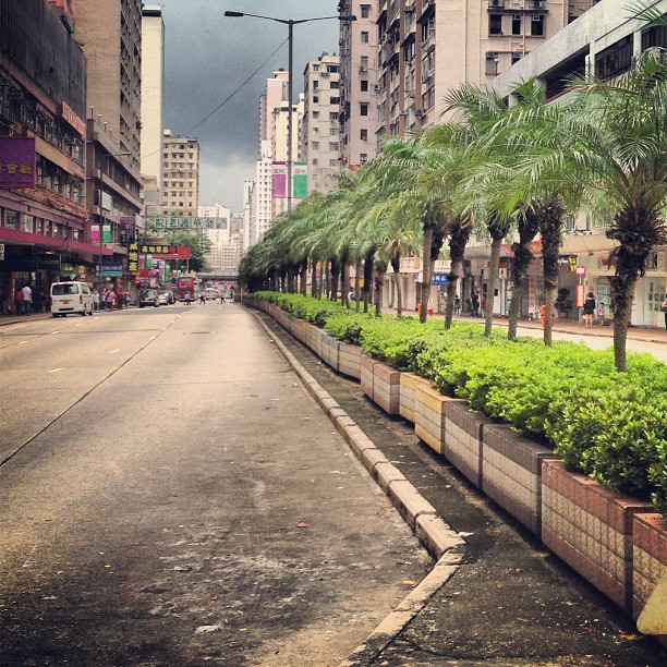 An #empty but #tree-lined Man Fuk #road heading into #mongkok. #hongkong #hk #hkig