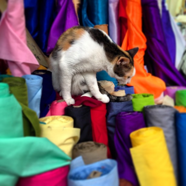 On top of #bolts of #cloth... a #cat. #hongkong #hk #hkig
