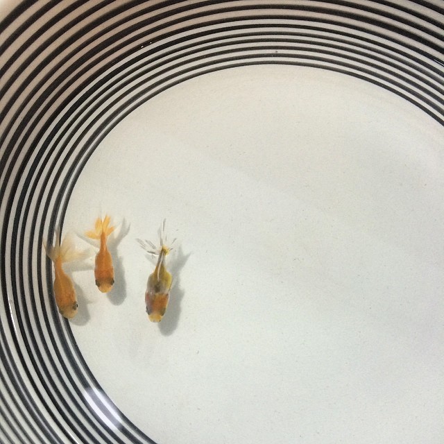 #arty farty - #goldfish in #bowl. #hongkong #hk #hkig