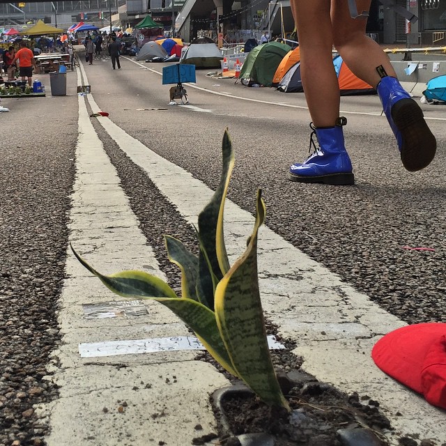 The #road to democracy is long and... lined with #plants? #OccupyHK protesters in #Admiralty have turned the #catseyes on #HarcourtRoad into mini #planters. #HongKong #hk #hkig