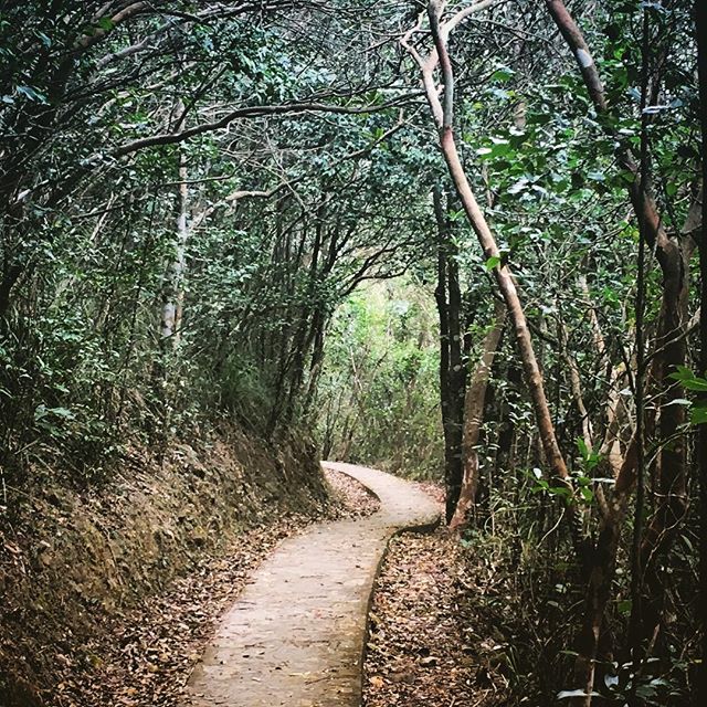 A shady #trail #path at the #AberdeenCountryPark. #HongKong #hk #hkig #hiking