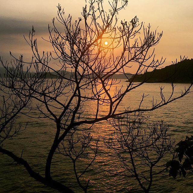 The #sunset caught in the #branches like an ember. #silhouette #hongkong #hk #hkig #saiwanswimmingshed