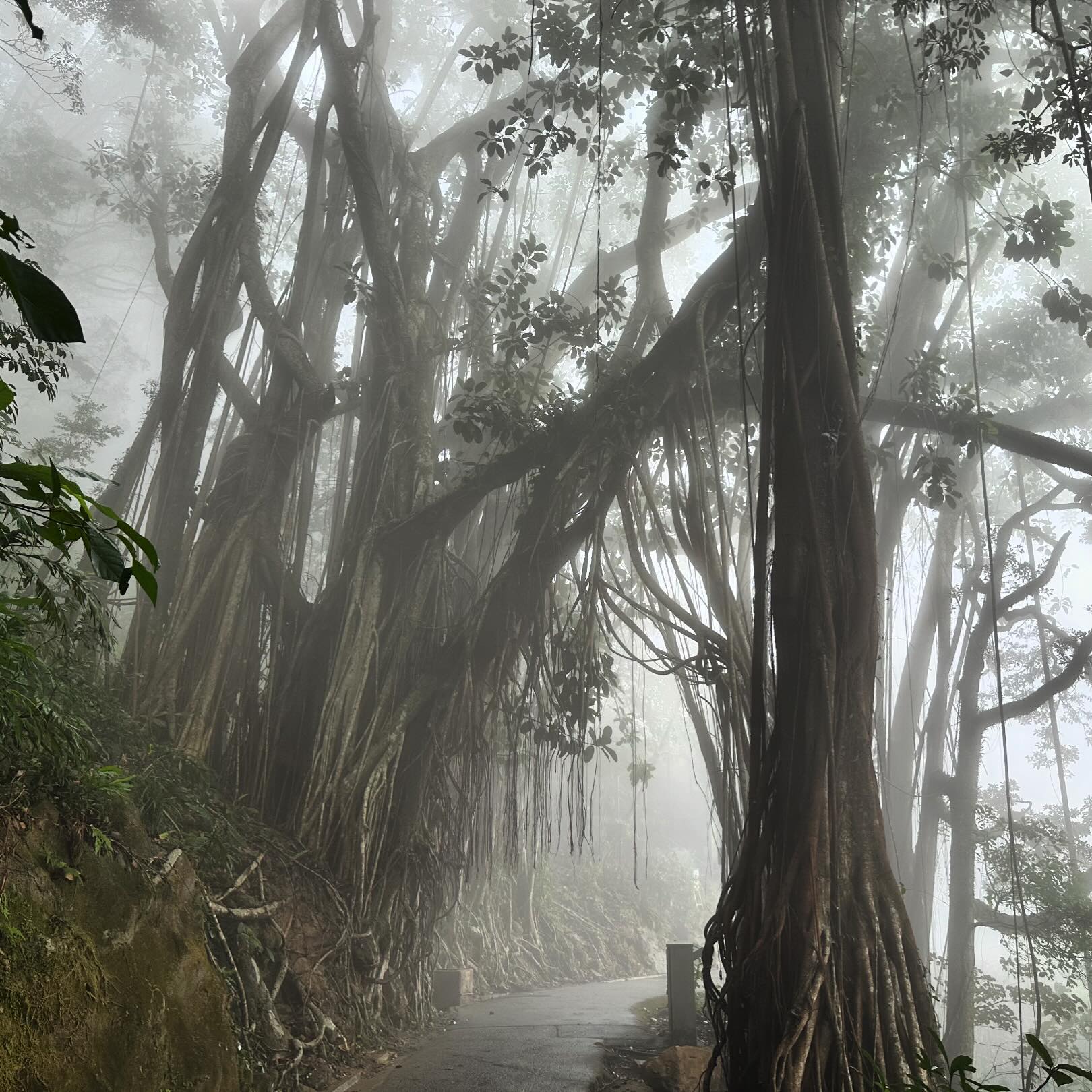 A misty morning at ThePeak in Central, HongKong. hk hkig VictoriaPeak