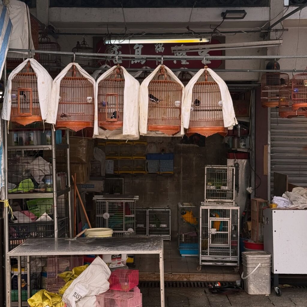 At the Yuen Po Street Bird Garden in Mongkok, Hong Kong. You’ll